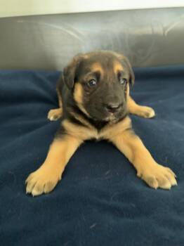 Yeti -  Afghan Hound Dog for Adoption in Winnipeg, Manitoba - Yeti | PetCurious