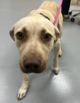 Sky -  Terrier and Shepherd Dog for Adoption in Hartsville, South Carolina - Sky | PetCurious
