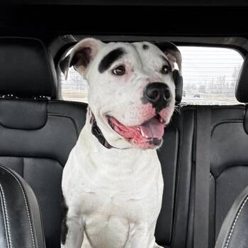 Mixed Breed Dogs Available for Adoption in Northwood, New Hampshire - Ron | PetCurious