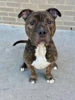 Rescue Pit Bull Terrier Dogs for Adoption in Eagle, Idaho - Metro **Courtesy Post. Out Of Town Pet. See Below For Details** | PetCurious