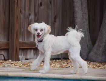 Rescue Chinese Crested Dog Dogs for Adoption in Hollywood, Florida - Josie Quinn | PetCurious