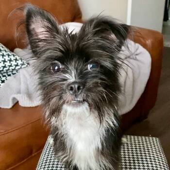 Rescue Affenpinscher Dogs for Adoption in Houston, Texas - Barnaby | PetCurious
