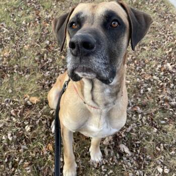 Rescue Great Dane Dogs for Adoption in Wadena, Minnesota - Clifford | PetCurious