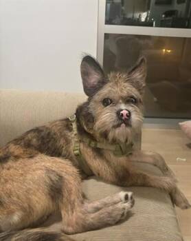 Terrier and Mixed Breed Dogs Available for Adoption in Santa Monica, California - PUMPKIN | PetCurious