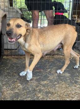Biscotti -  Mixed Breed Dog Available for Adoption in Groveland, Massachusetts - Biscotti | PetCurious