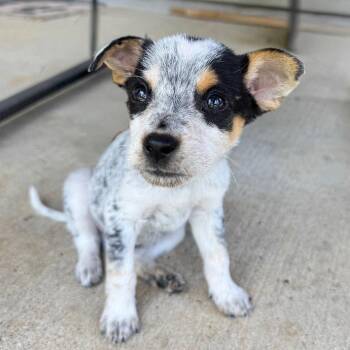 Lance -  Australian Cattle Dog Blue Heeler Dog for Adoption in Little Rock, Arkansas - Lance | PetCurious