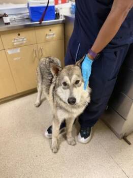 MCCARTNEY -  Siberian Husky and Mixed Breed Dog for Adoption in Riverside, California - MCCARTNEY | PetCurious