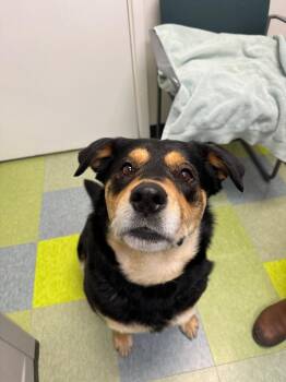 Mama Hazel -  Rottweiler and Labrador Retriever Dog for Adoption in Winnipeg, Manitoba - Mama Hazel | PetCurious