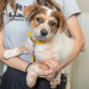 English Coonhound and Australian Cattle Dog Blue Heeler Dogs Available for Adoption - TACO | PetCurious