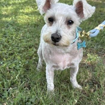 Gizmo -  Miniature Schnauzer Dog for Adoption in Tulsa, Oklahoma - Gizmo | PetCurious