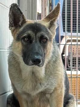 Rescue German Shepherd Dog Dogs for Adoption in Burbank, California - DINGLE | PetCurious