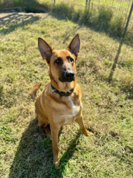 Rescue Belgian Shepherd Malinois Dogs for Adoption in Imlay City, Michigan - Avengers - Red Collar Nka Tony - Located In VA | PetCurious