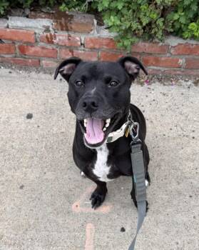 Rookie (Marsh) -  Australian Cattle Dog Blue Heeler and Labrador Retriever Dog for Adoption in New York, New York - Rookie (Marsh) | PetCurious