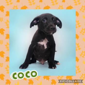 Coco -  Terrier Dog for Adoption in Ringwood, New Jersey - Coco | PetCurious
