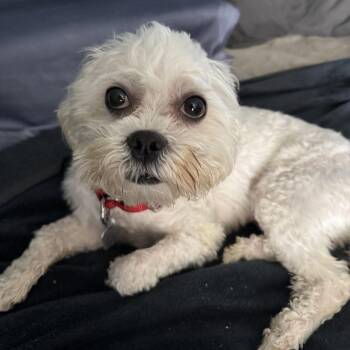 Hopper -  Maltese and Shih Poo Dog for Adoption in Barrington, Illinois - Hopper | PetCurious