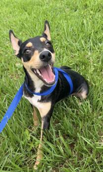 Spunky -  Miniature Pinscher Dog for Adoption in Louise, Texas - Spunky | PetCurious