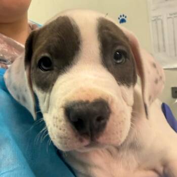 Mixed Breed Dogs Available for Adoption - Ethan Winter | PetCurious