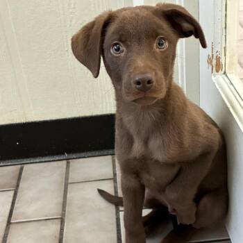 Travis -  Australian Shepherd Dog for Adoption in Tulsa, Oklahoma - Travis | PetCurious