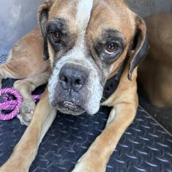 Jane Doe a Boxer girl, she desperately needs love and help and h -  Boxer Dog for Adoption in Charlottesville, Virginia - Jane Doe A Boxer Girl, She Desperately Needs Love And Help And H | PetCurious