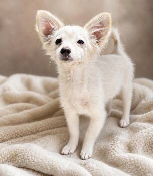 Horchata -  Chihuahua and Papillon Dog for Adoption in Lathrop, California - Horchata | PetCurious