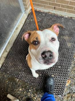Pit Bull Terrier Dogs Available for Adoption in Fort Wayne, Indiana - RICKY BOBBY | PetCurious