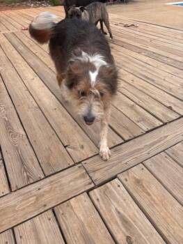 Piper (Courtesy Post) -  Terrier and Australian Shepherd Dog for Adoption in Rutherfordton, North Carolina - Piper (Courtesy Post) | PetCurious