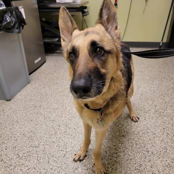 Zoey -  German Shepherd Dog Dog for Adoption in Cedar Rapids, Iowa - Zoey | PetCurious