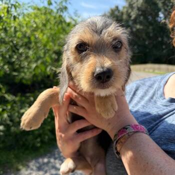 Lakelyn -  Beagle and Cairn Terrier Dog for Adoption in Sequatchie, Tennessee - Lakelyn | PetCurious