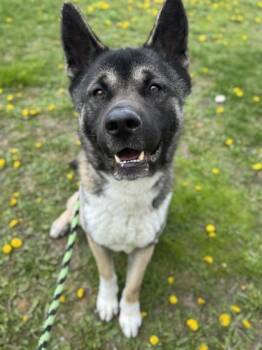 Rescue Akita Dogs for Adoption in Philadelphia, Pennsylvania - Brewski | PetCurious