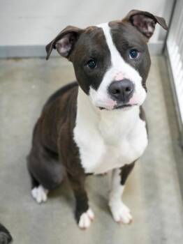 Pit Bull Terrier and Mixed Breed Dogs Available for Adoption - Drew | PetCurious