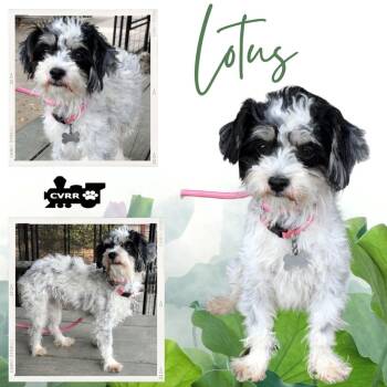 Lotus (Ritzy) -  Maltese and Poodle Dog for Adoption in Lindsay, California - Lotus (Ritzy) | PetCurious