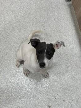 Terrier and Mixed Breed Dogs Available for Adoption in Honolulu, Hawaii - Kawailei | PetCurious