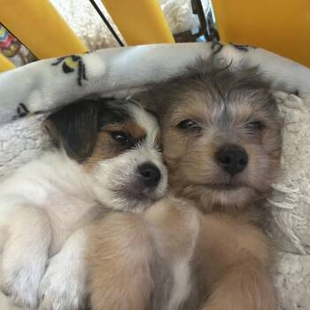 Frank -  Chihuahua and Terrier Dog for Adoption in Brockton, Massachusetts - Frank | PetCurious