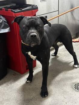 SCOOBY -  Pit Bull Terrier and Mixed Breed Dog for Adoption - SCOOBY | PetCurious