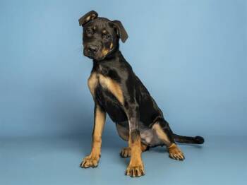 Rottweiler Dogs Available for Adoption in Phoenix, Arizona - KIRA | PetCurious