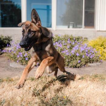 Beatrice -  Belgian Shepherd Malinois and German Shepherd Dog Dog for Adoption in Newberg, Oregon - Beatrice | PetCurious