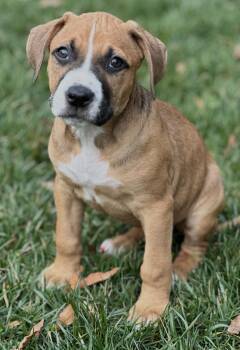 Boxer and Labrador Retriever Dogs Available for Adoption - Larkin | PetCurious