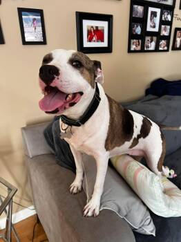 Holly -  American Staffordshire Terrier Dog for Adoption in Holly Springs, North Carolina - Holly | PetCurious