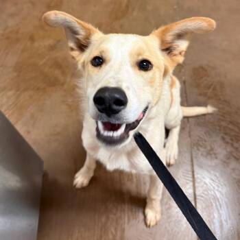 Goose -  Mixed Breed Dog for Adoption in Flagstaff, Arizona - Goose | PetCurious