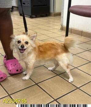VEE -  Mixed Breed Dog for Adoption in West Palm Beach, Florida - VEE | PetCurious