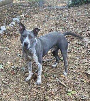 Rescue Pit Bull Terrier and Cattle Dog Dogs for Adoption in Holly Springs, North Carolina - Tiger | PetCurious