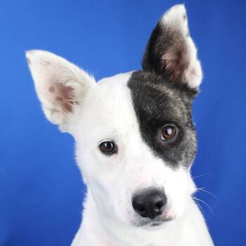 Rescue Cattle Dog Dogs for Adoption in Tupelo, Mississippi - Cookie - 082004T | PetCurious