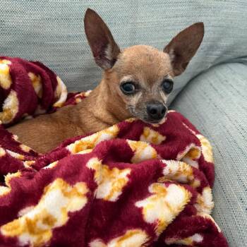 Chiquita Bonita -  Chihuahua Dog for Adoption in Valdosta, Georgia - Chiquita Bonita | PetCurious