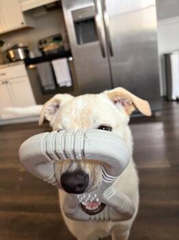 Labrador Retriever and Great Pyrenees Dogs Available for Adoption in Aurora, Indiana - Marry Me : Taylor (Charlie) | PetCurious