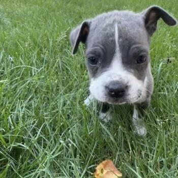 Walter -  Mixed Breed Dog for Adoption in West Olive, Michigan - Walter | PetCurious