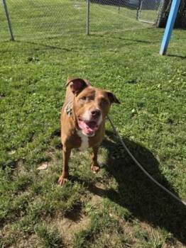 Rocky -  Mixed Breed Dog for Adoption in Fallston, Maryland - Rocky | PetCurious