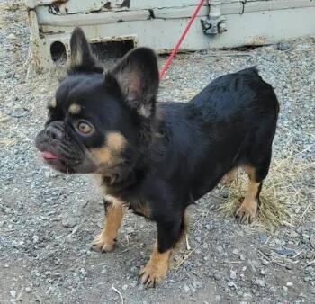 Rosie -  French Bulldog Dog for Adoption in Van Alstyne, Texas - Rosie | PetCurious
