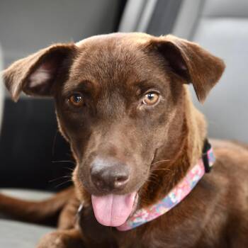 Naomi -  Mixed Breed Dog for Adoption in Los Angeles, California - Naomi | PetCurious