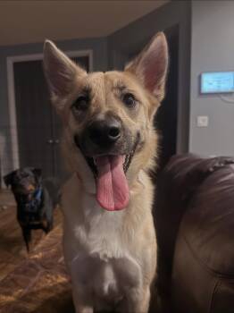 Rescue Husky and Border Collie Dogs for Adoption in Fresno, California - Jodi | PetCurious