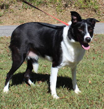 Rescue Border Collie Dogs for Adoption in Prattville, Alabama - Sassy Rose 42563 | PetCurious